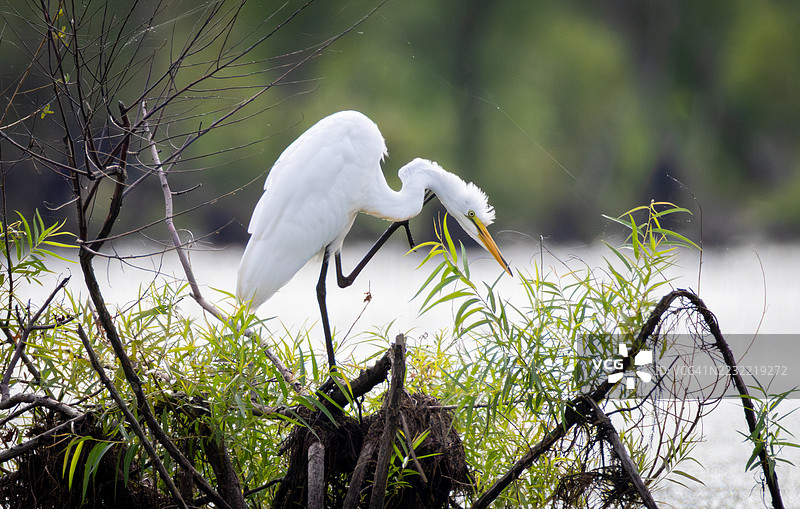 大白鹭栖息在自然湿地的树枝上图片素材