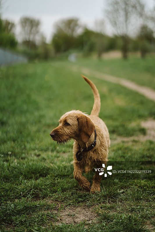 一只狗在户外的草地小径上散步图片素材