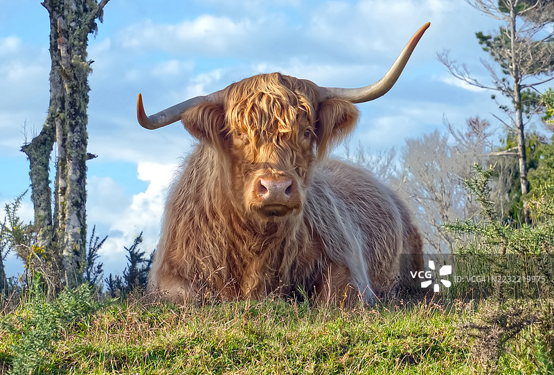 高地牛在蓝天下的田野中休息图片素材