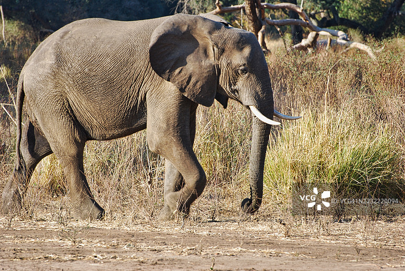 大象在自然栖息地行走图片素材