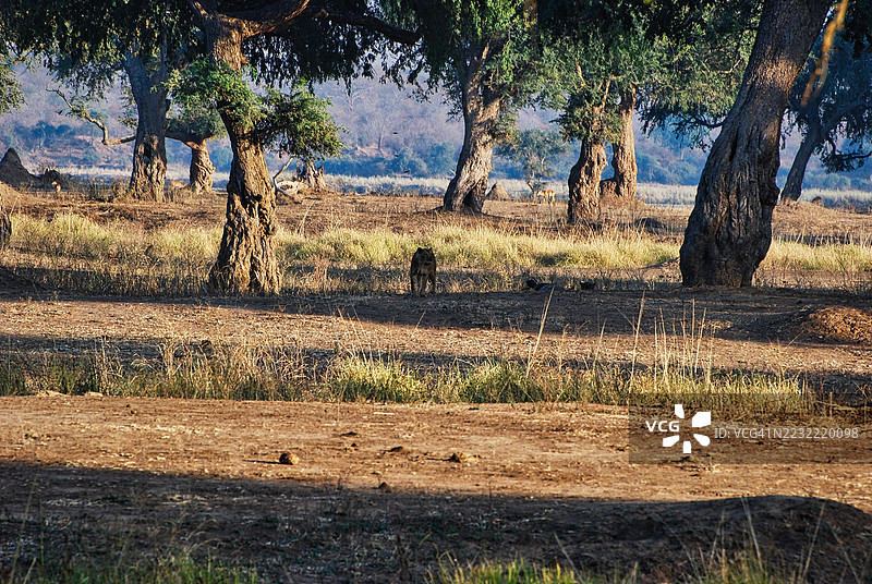 非洲稀树草原景观，有树木和猎豹图片素材