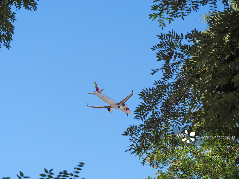 飞机在清澈蓝天中飞行，树枝框住，里斯本，葡萄牙图片素材