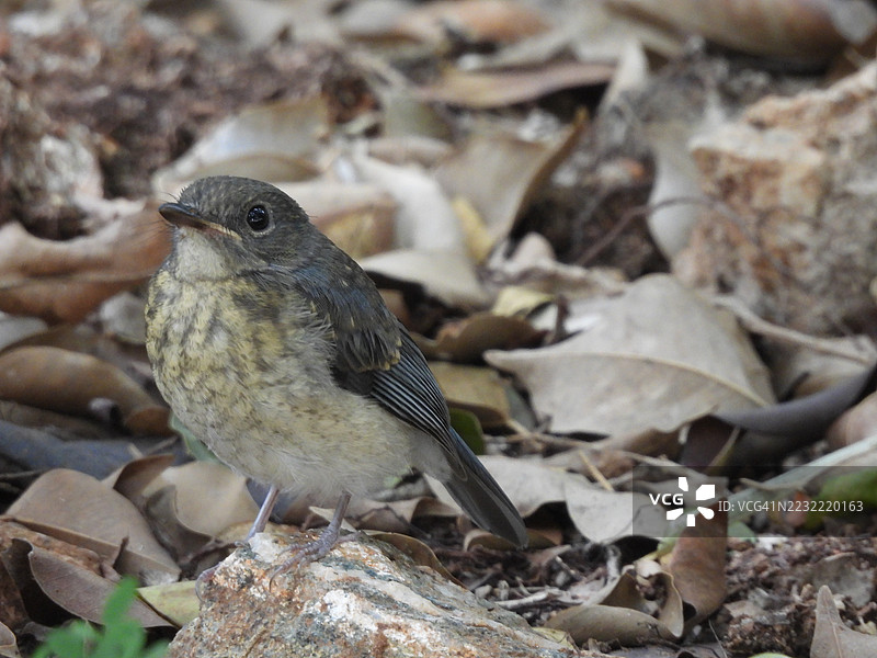 年轻的小鸟栖息在落叶中的岩石上图片素材