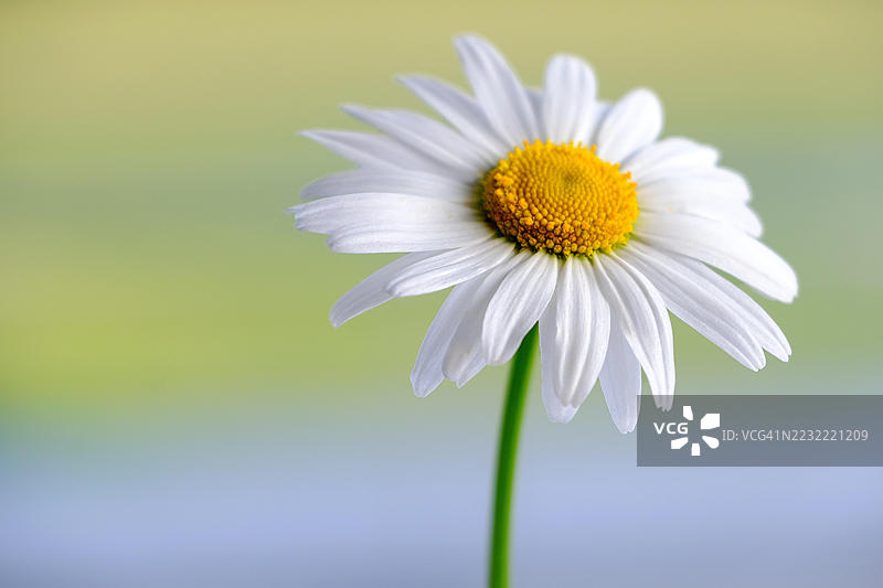白色雏菊花的特写，背景柔和图片素材