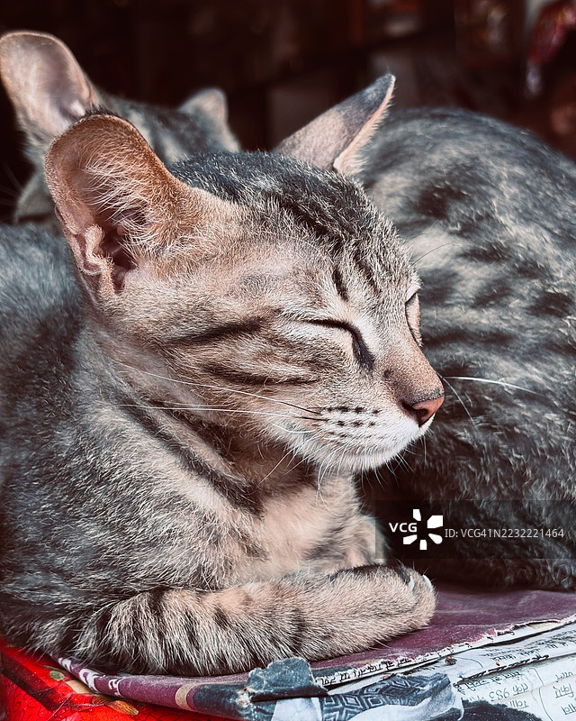一只虎斑猫安静地睡着的特写镜头图片素材