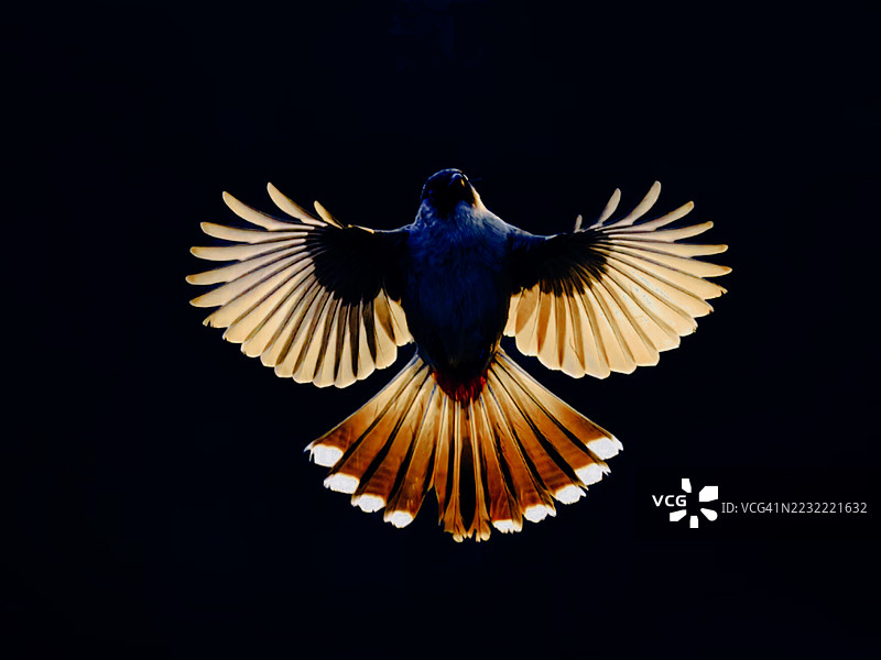 在黑暗背景下翱翔的鸟儿，翅膀闪耀着光芒图片素材
