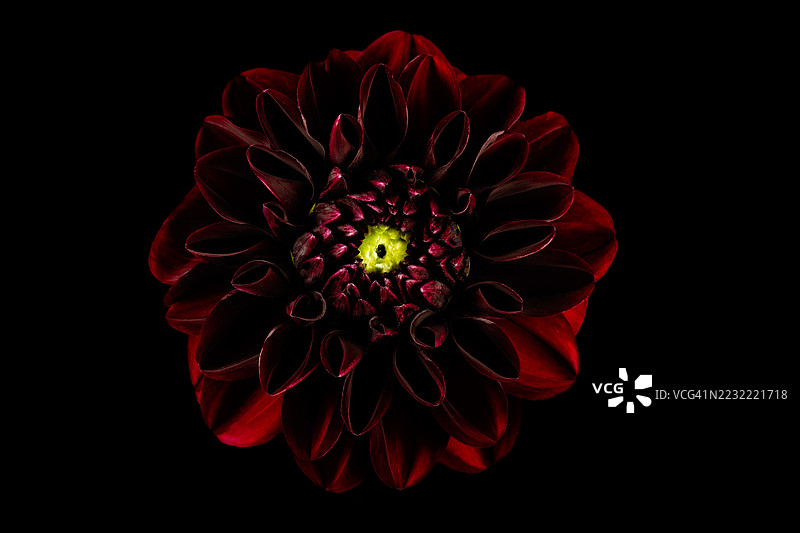 鲜艳红色的大丽花特写，背景为黑色图片素材