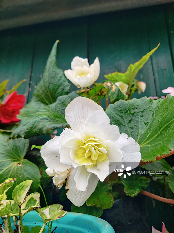 花园中白色秋海棠花的特写图片素材