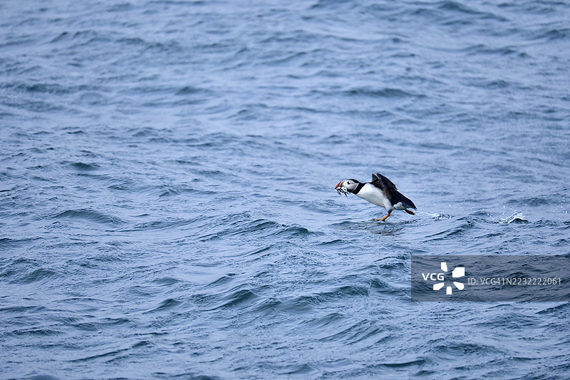 海鸥在海面上飞翔，嘴里叼着鱼图片素材