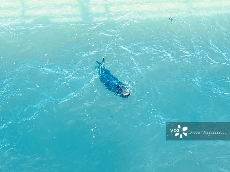 海豹在海洋中游泳的鸟瞰图图片素材
