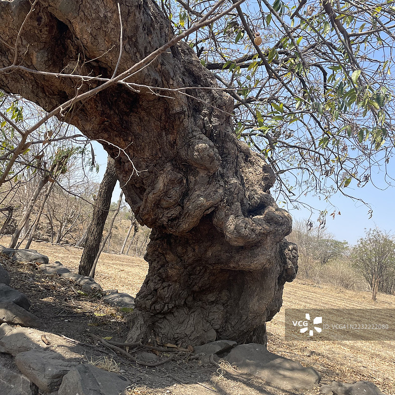 干旱景观中扭曲树干的低角度视图图片素材