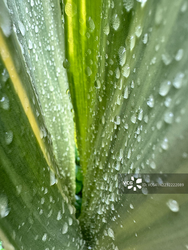 绿叶上的露珠特写图片素材