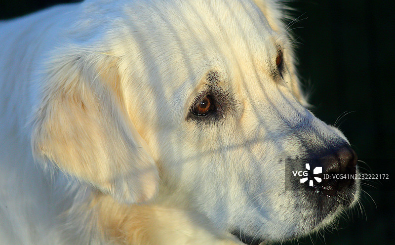 金毛寻回犬的特写镜头，目光投向一旁图片素材