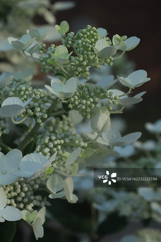 盛开的白色绣球花特写图片素材