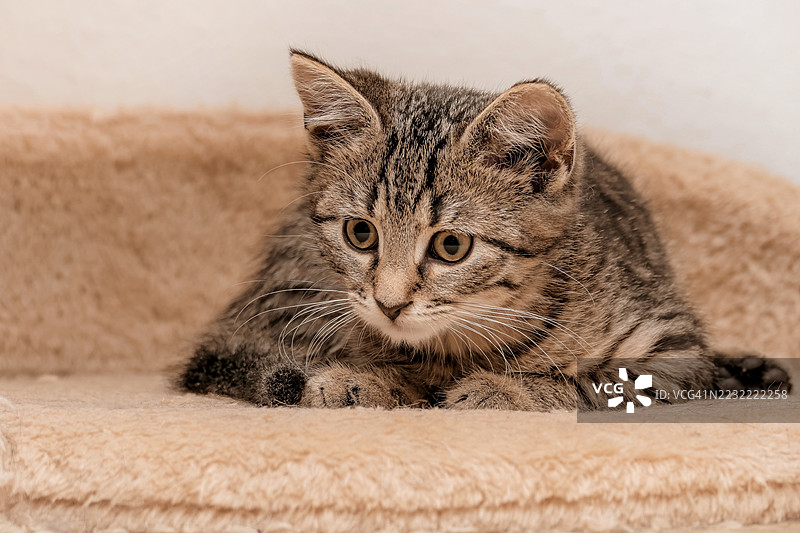 一只虎斑小猫在柔软的表面上休息的特写镜头图片素材