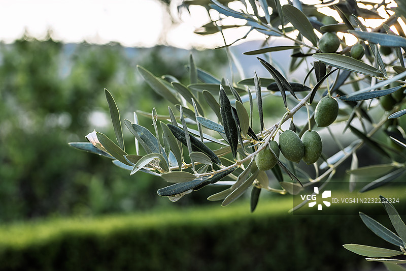 花园中树枝上的橄榄特写图片素材