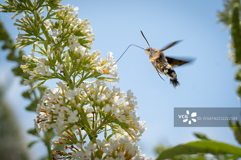 蜂鸟蛾在白色花朵附近盘旋图片素材