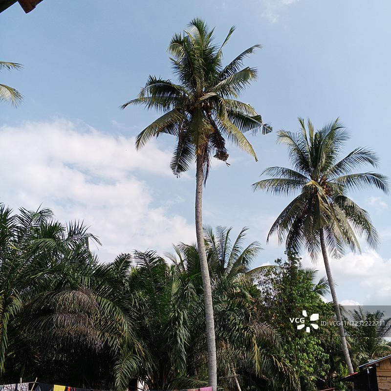 高大的棕榈树映衬着晴朗的蓝天图片素材