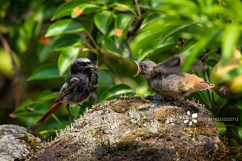 两只鸟在郁郁葱葱的花园中的岩石上互动图片素材