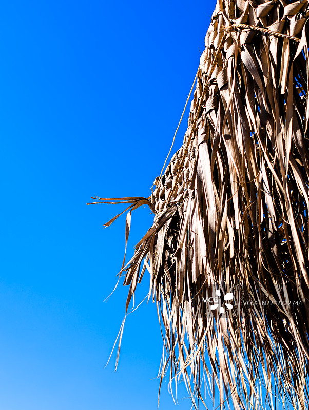 干枯的棕榈叶与鲜艳的蓝天，斯基亚索斯，希腊图片素材