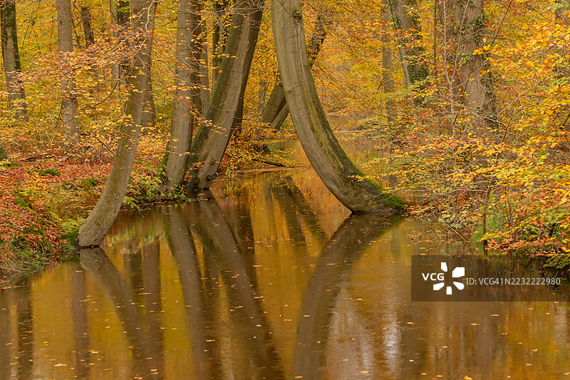 宁静湖面上的秋季森林倒影，德尔登，荷兰图片素材