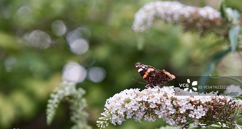 蝴蝶在花园中的白色花朵上授粉图片素材