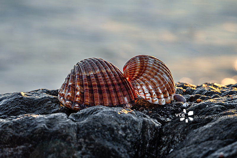 海边岩石上的海螺在日落时分静静地 resting图片素材