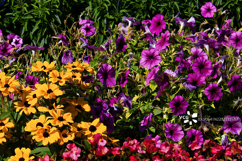 色彩斑斓的花园，盛开着紫色的矮牵牛花和黄色的黑眼苏珊花图片素材