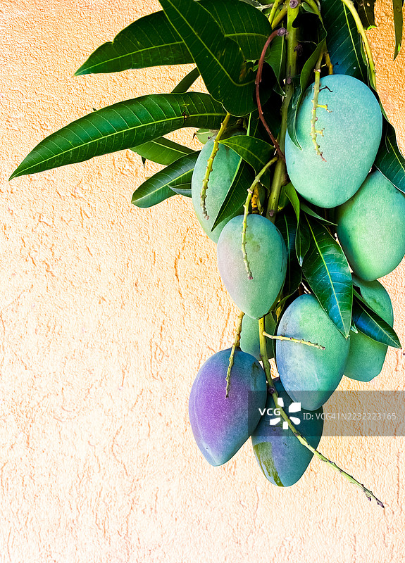 挂在树上的芒果特写，背景是有纹理的墙壁图片素材