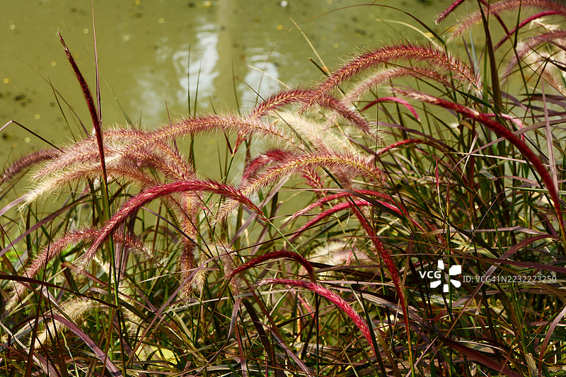 池塘旁的红色喷泉草特写图片素材