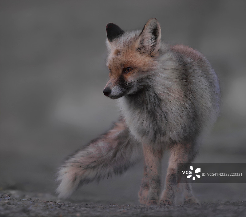 在雾气弥漫的地面上站立的红狐特写镜头图片素材