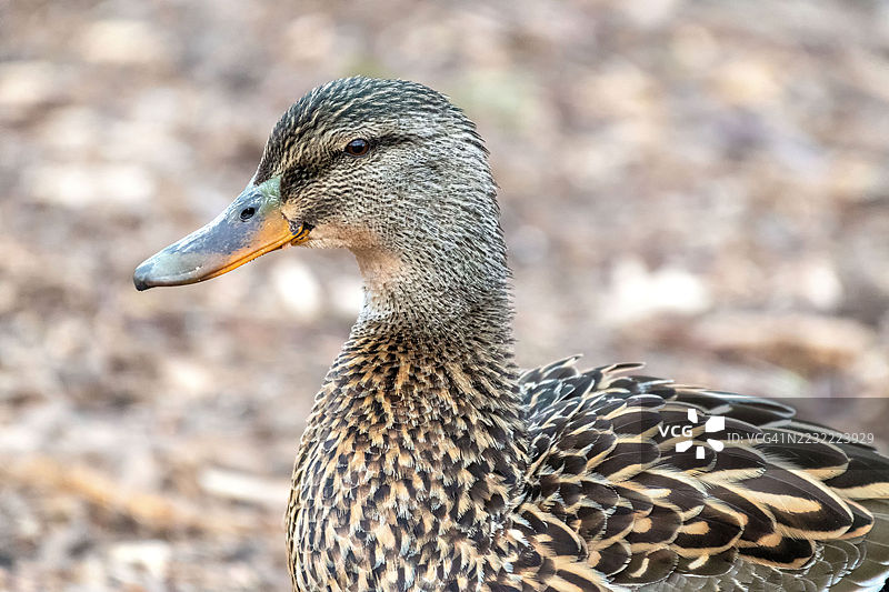 自然栖息地中的野鸭特写图片素材