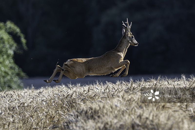 鹿在阳光明媚的田野中跳跃图片素材