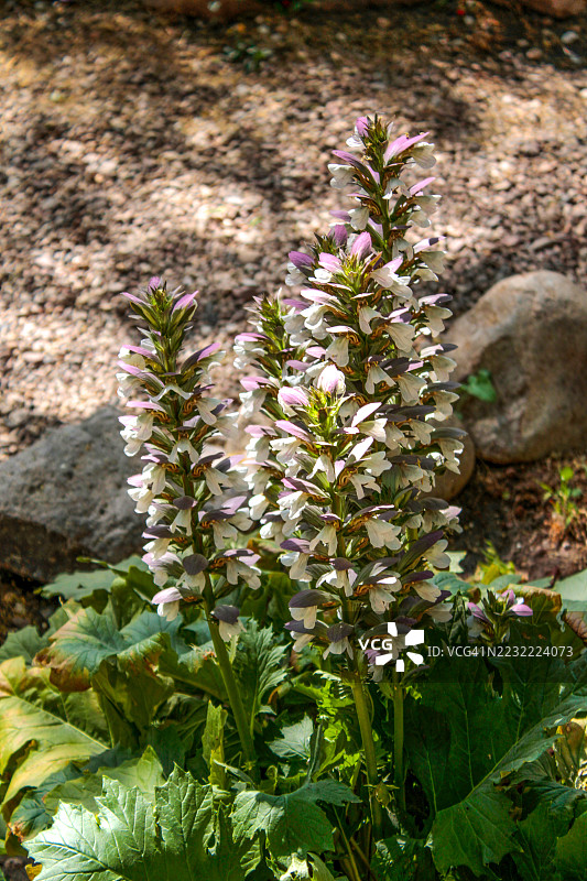 园中毛叶牡荆的特写花朵图片素材