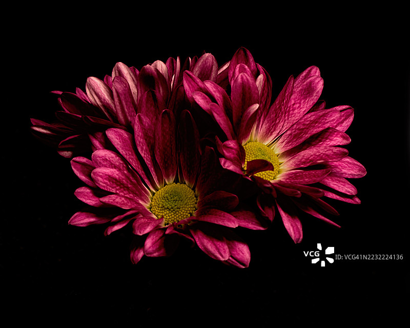 鲜艳的粉色花朵在黑色背景下的特写镜头图片素材