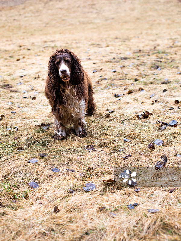 英式春犬坐在田野上图片素材