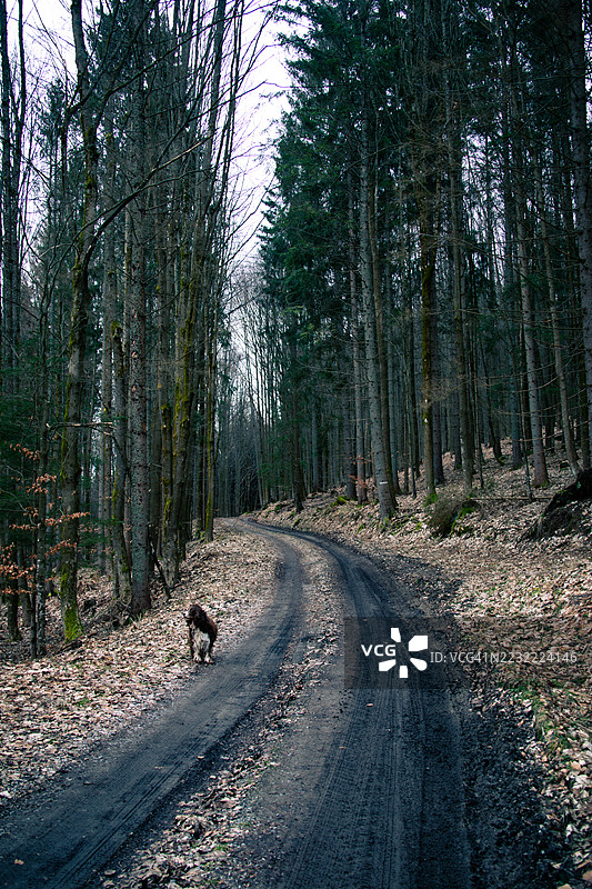 在斯洛伐克，狗在高大的树木环绕的森林小径上散步图片素材