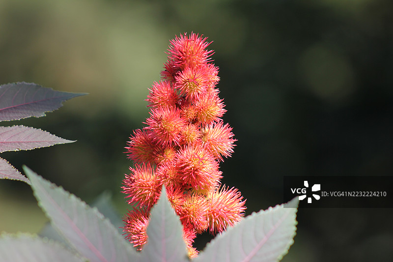 自然环境中鲜艳红色的蓖麻植物特写图片素材