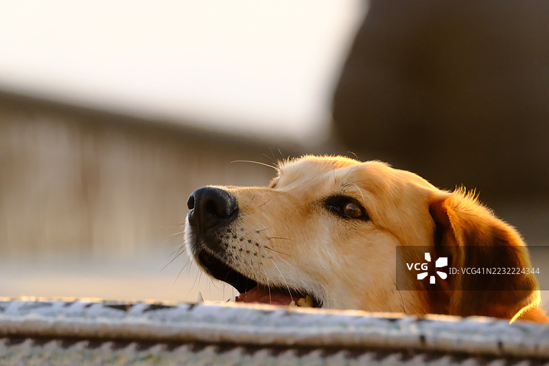 金毛寻回犬在阳光下侧身望去图片素材