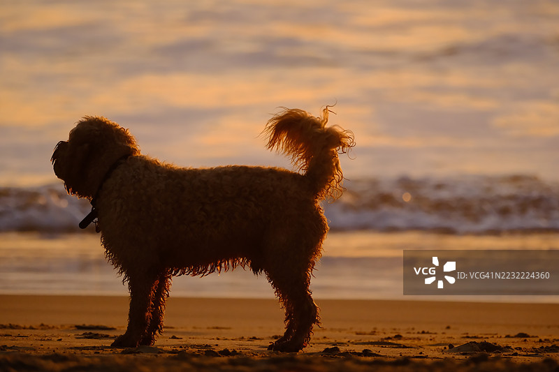 一只狗在海滩上剪影映衬着日落图片素材