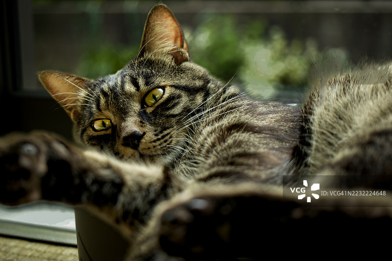 放松的虎斑猫在窗边懒洋洋地休息图片素材