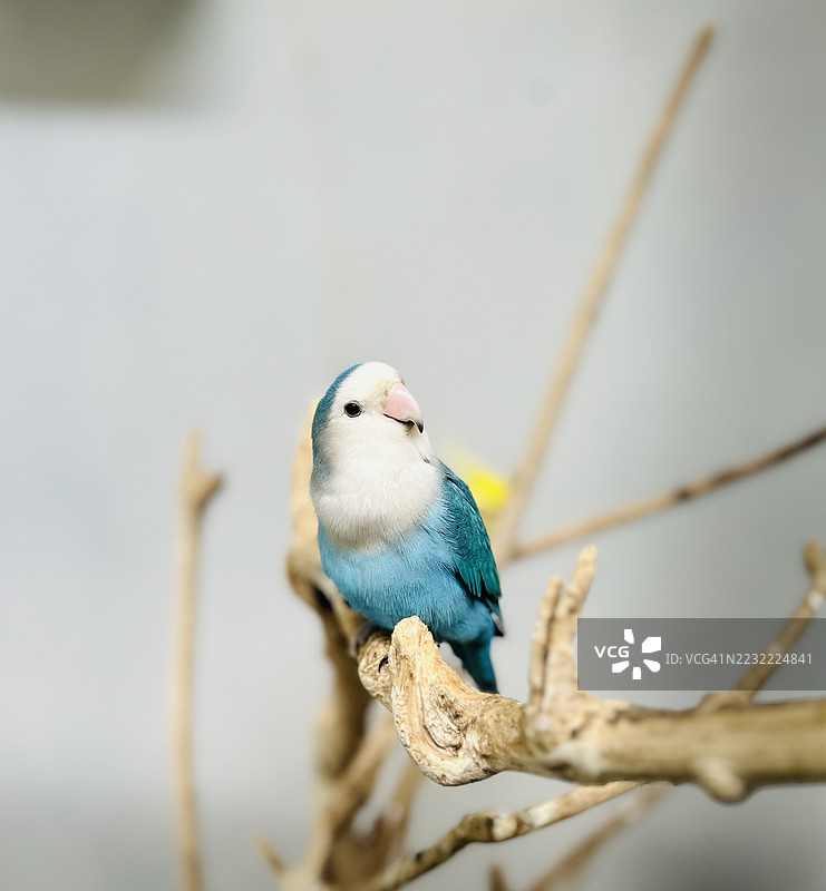 蓝色爱情鸟栖息在树枝上图片素材