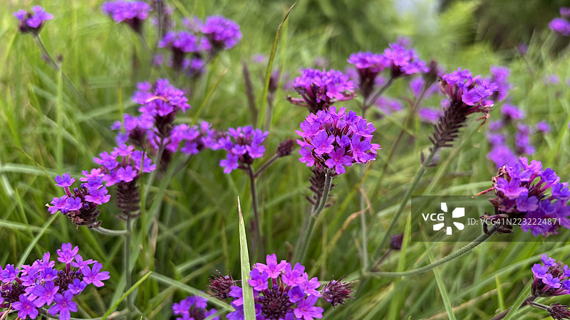 生机勃勃的紫色花朵特写，映衬在郁郁葱葱的绿色田野中图片素材