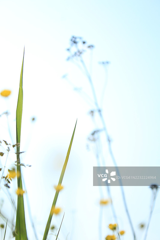 低角度视图的野花和草地与晴朗的天空相映成趣图片素材