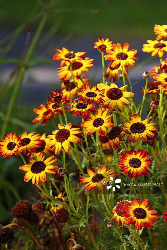 鲜艳的黄色和红色花朵在田野中盛开图片素材