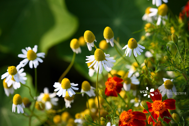 花园中的洋甘菊和万寿菊特写图片素材