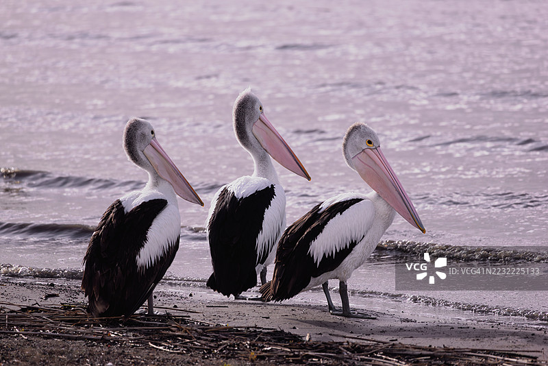 三只鹈鹕站在海岸边图片素材