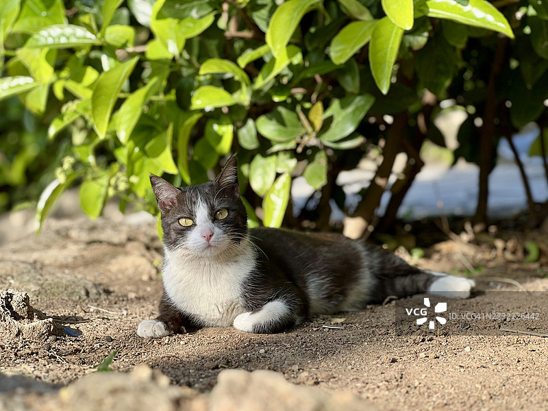 黑白猫在绿色树叶下享受阳光图片素材