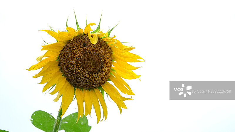 在晴朗的天空下盛开的鲜艳向日葵图片素材