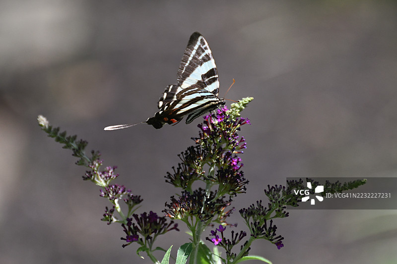 斑马尾蝶在紫色花朵上授粉图片素材